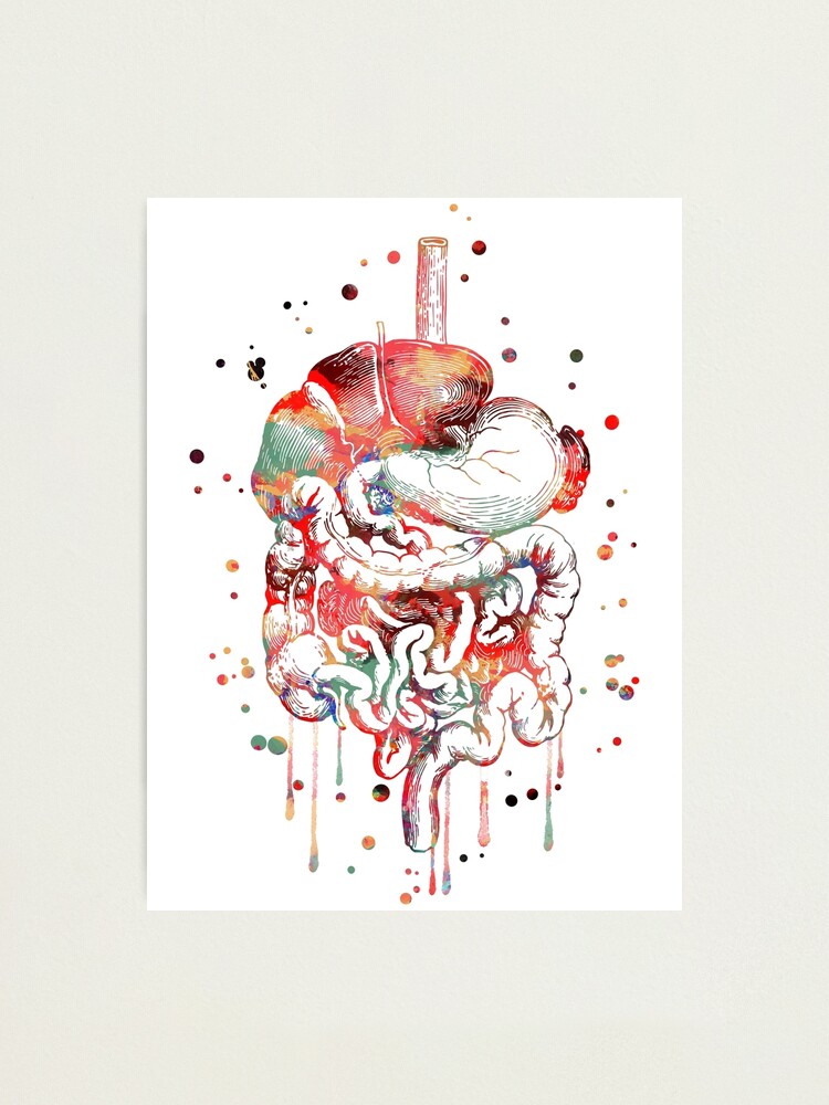 Digestive System Gastrointestinal Tract Watercolor Art Shirt Digestive System Gastrointestinal Tract Watercolor Art Shirt