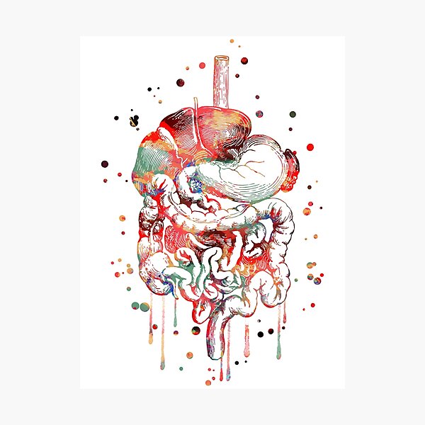 Digestive system, anatomy art, Human Organs Gastrointestinal Tract Photographic Print