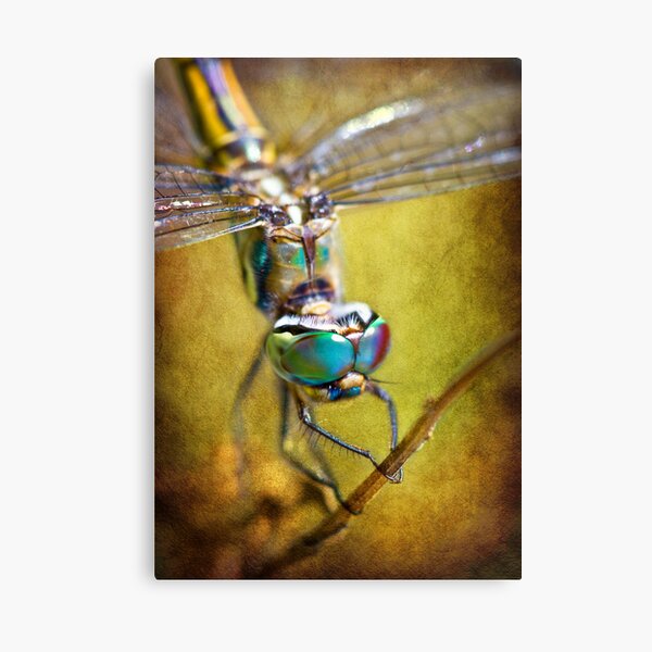 Psychadelic Eyes Canvas Print