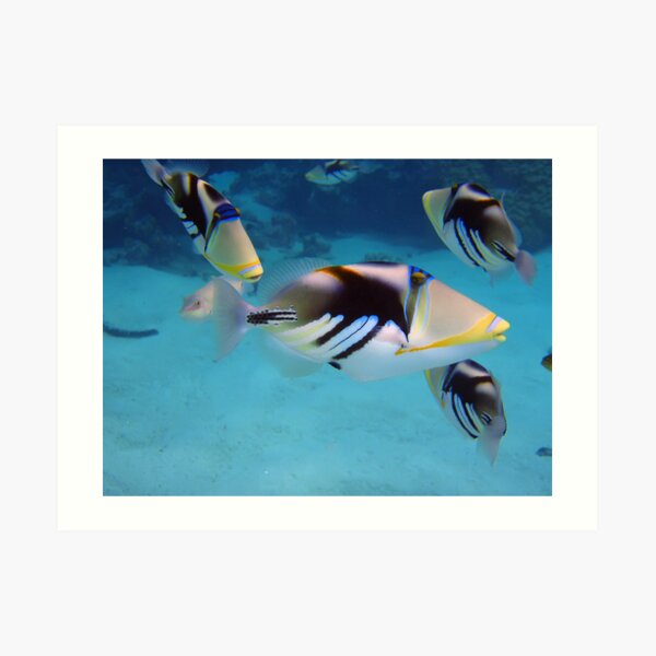 Picasso Triggerfish Art Print
