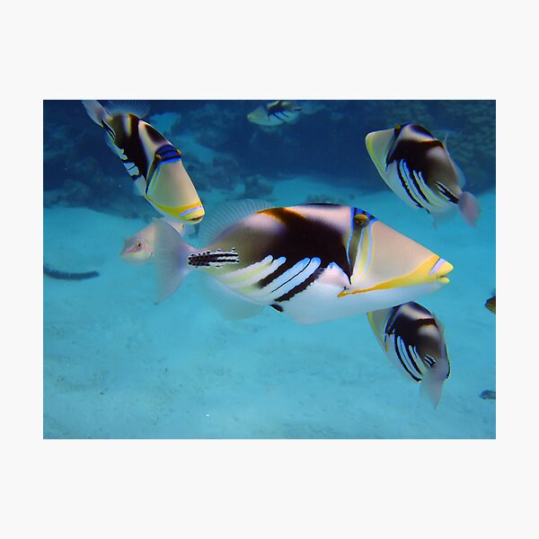 Picasso Triggerfish Photographic Print