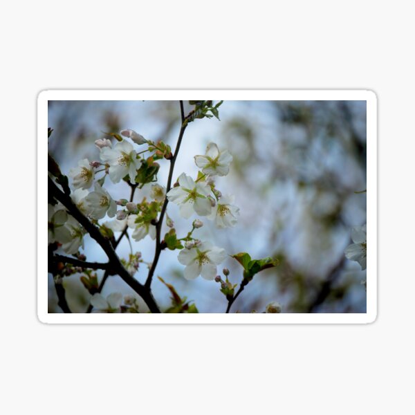 Pear Blossom Sticker