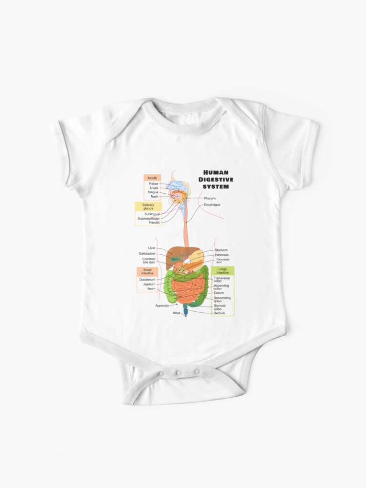 Body Bebe Schema Du Systeme Digestif Humain Par Allhistory Redbubble