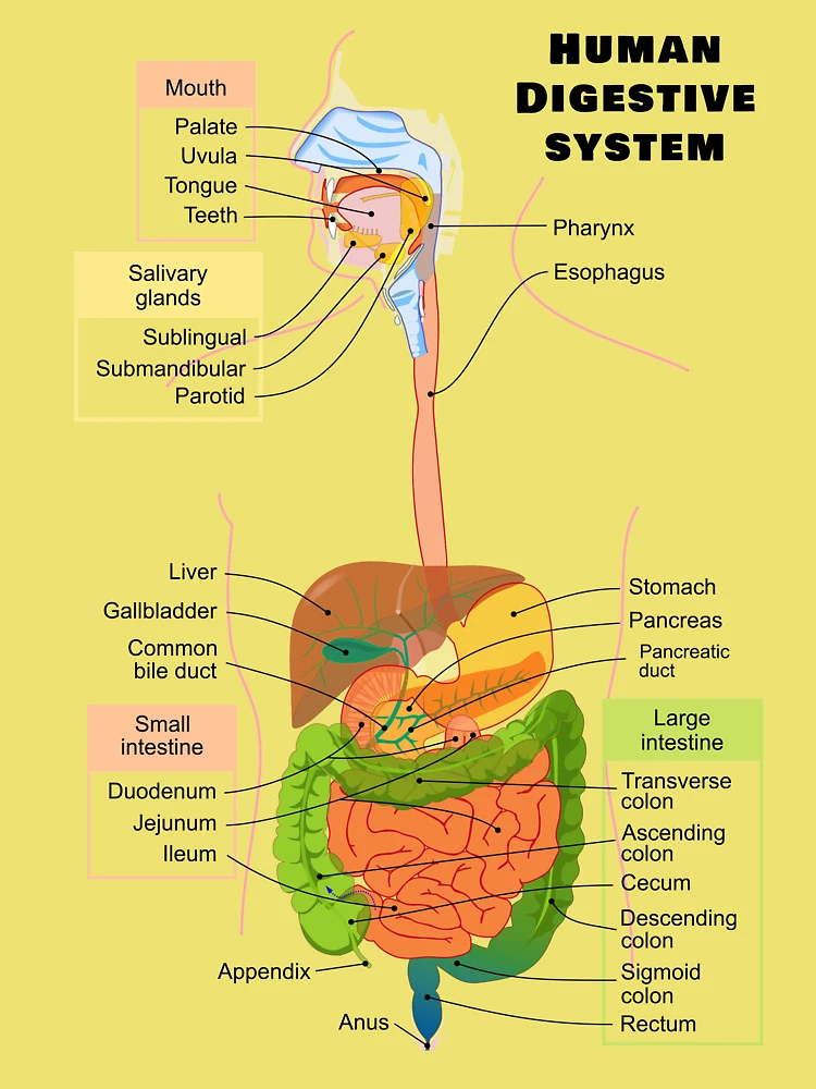 Anatomy of the human digestive organs with description of the corresponding  functions internal organs. Anatomical vector illustration in flat style  isolated over white background. 6922270 Vector Art at Vecteezy