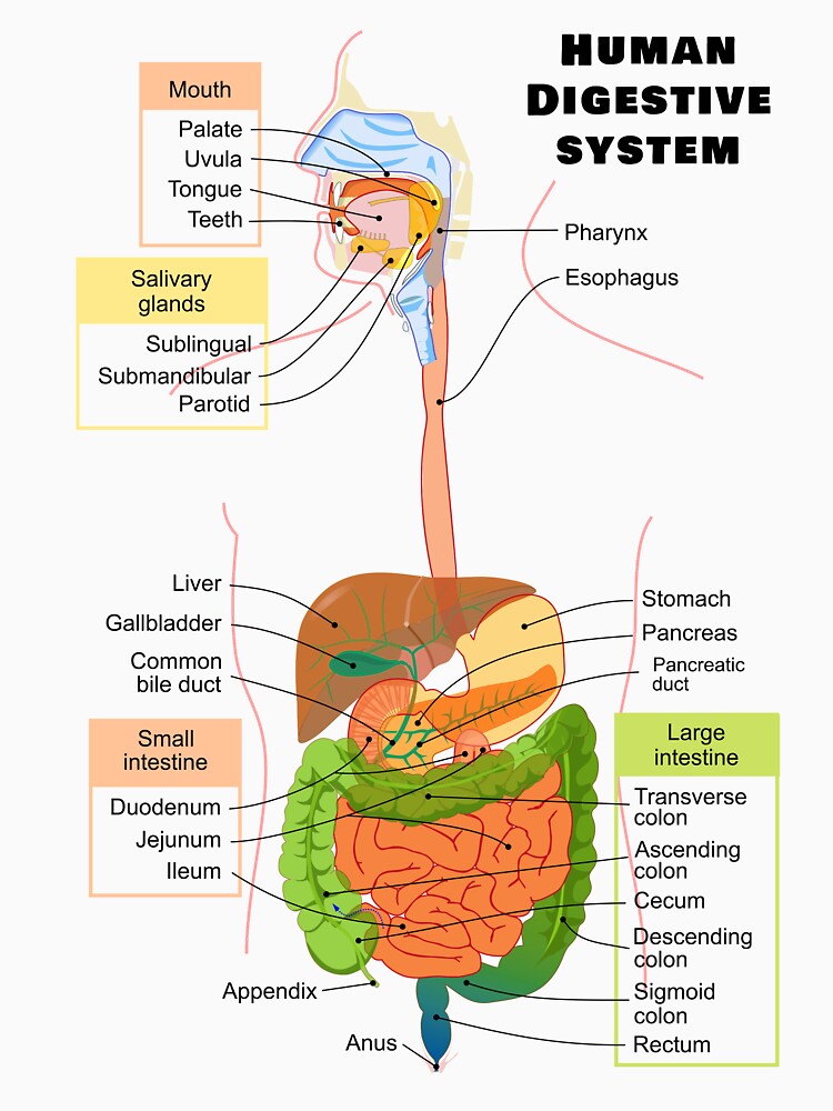 diagram-of-the-human-digestive-system-t-shirt-by-allhistory-redbubble