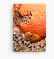 Green Moray Under Sponge Canvas Print