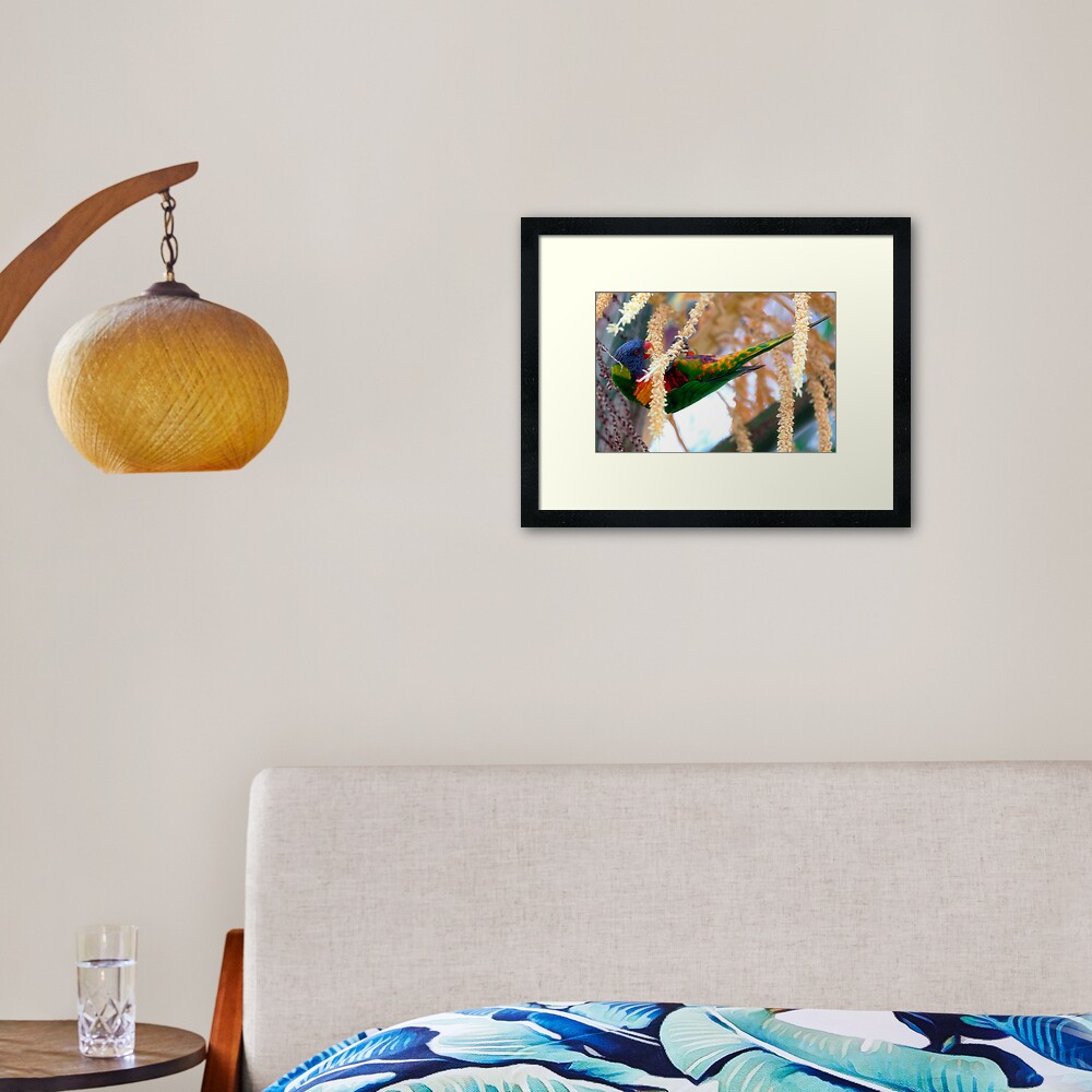 Rainbow lorikeet Framed Art Print