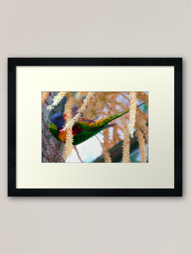 Alternate view of Rainbow lorikeet Framed Art Print