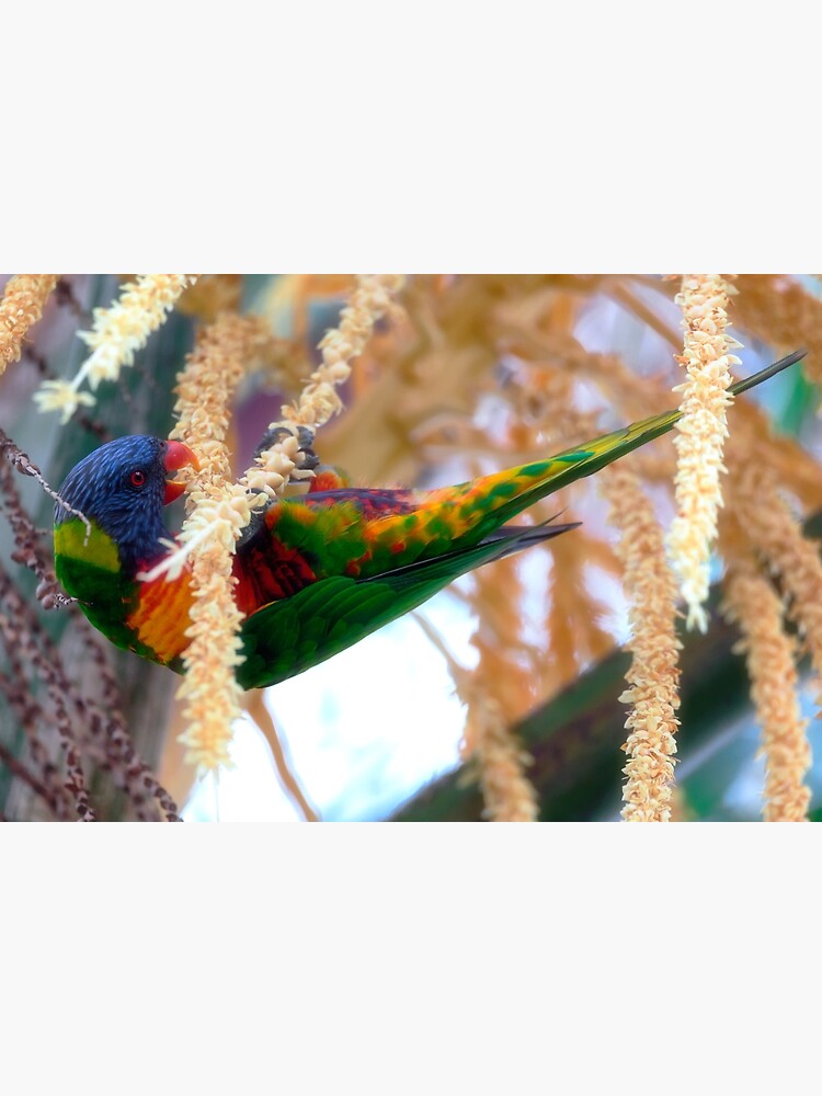 Rainbow lorikeet by fardad