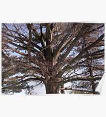 Branching Out Poster