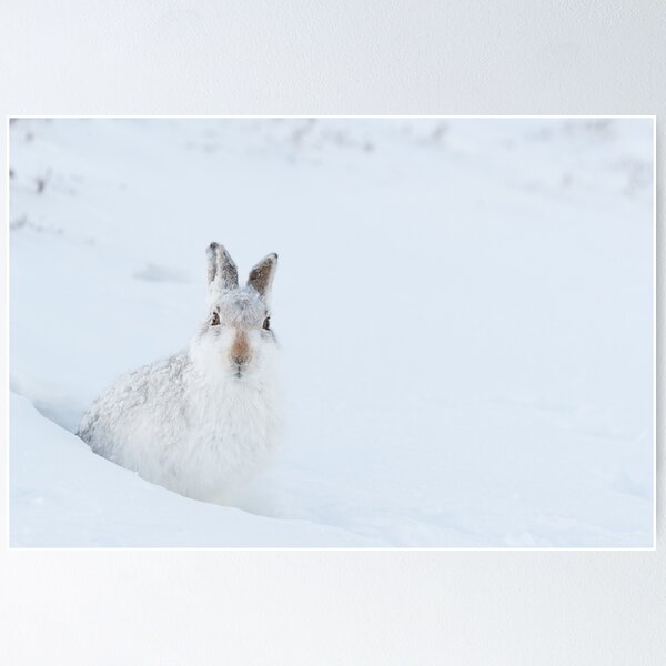 Item preview, white rabbit, white bunny and white snow designed and sold by chanonry.