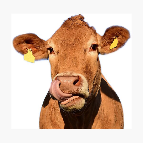Item preview, Cow licking nose designed and sold by georgiavsx.