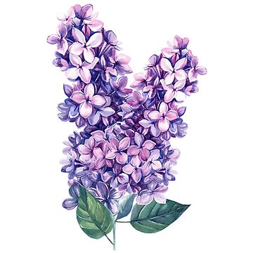 Artwork thumbnail, Purple Lilac by InCami