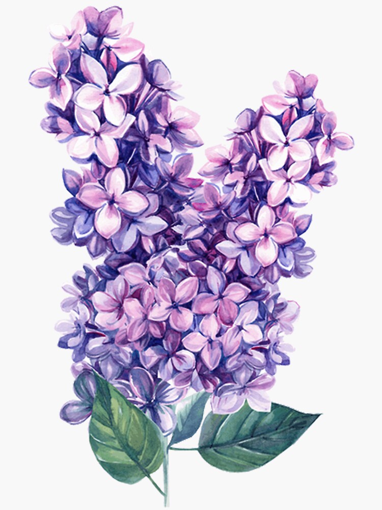 Thumbnail 3 of 3, Sticker, Purple Lilac designed and sold by InCami.