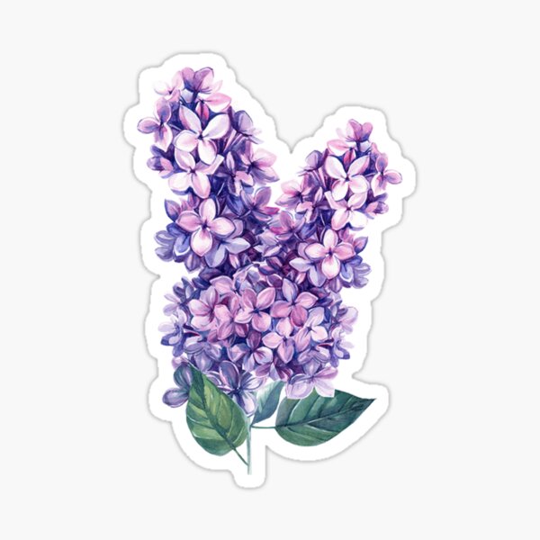 Purple Lilac Sticker