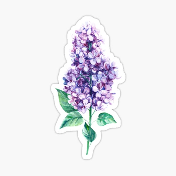 Purple Lilac Sticker
