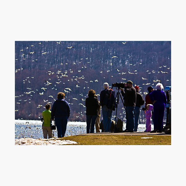 Bird Watching Photographic Print