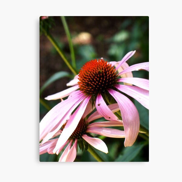 Echinacea Canvas Print