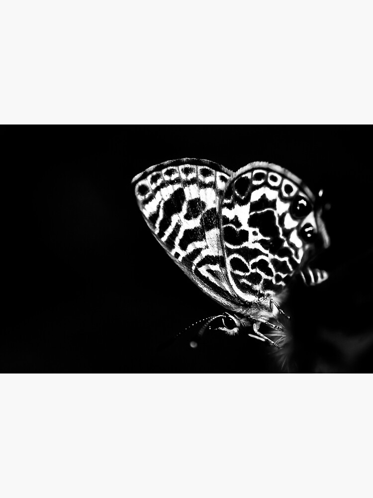 Black butterfly by fardad