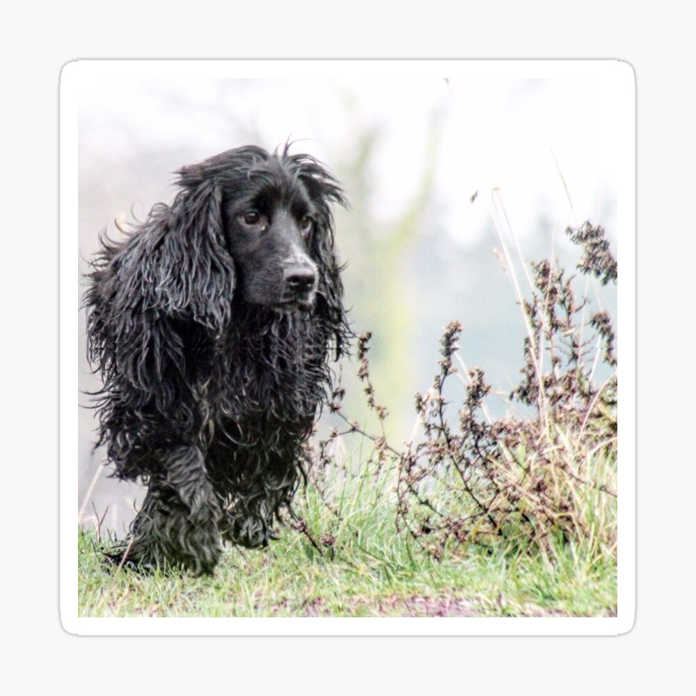 Pet Animal Designs Cocker Spaniel Black Dots Print Running Shoes for Kids