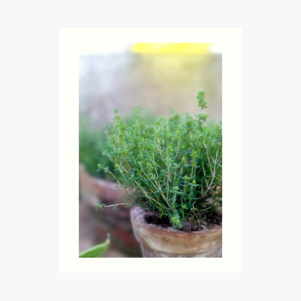 Thyme in a clay pot Art Print