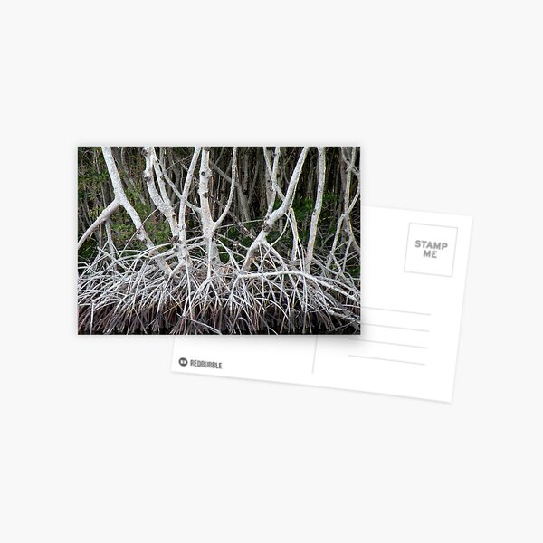 Mangrove Roots Postcard