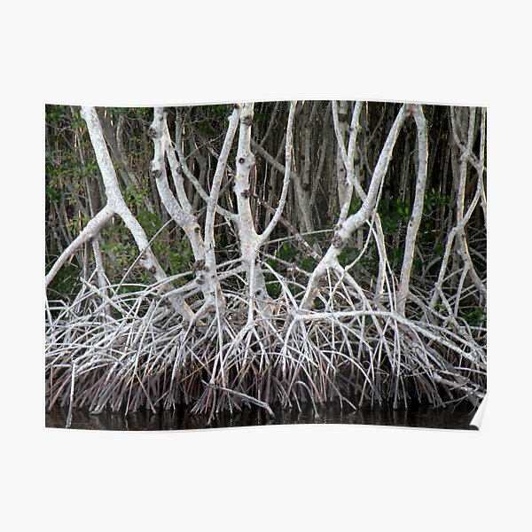 Mangrove Roots Poster