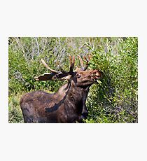 Bull Moose Photographic Print
