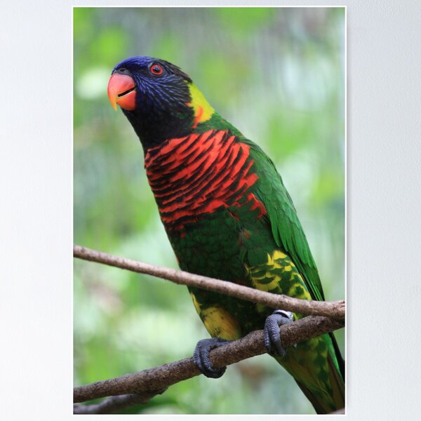 Item preview, Rainbow Lorikeet designed and sold by Indrani Ghose.