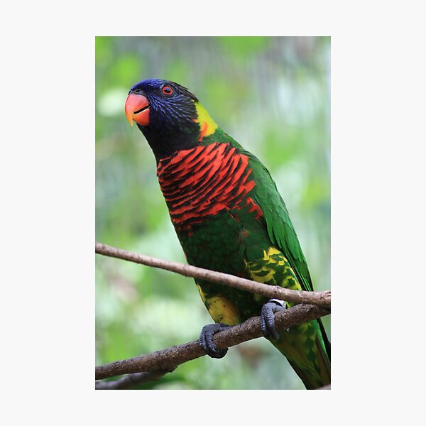 Item preview, Rainbow Lorikeet designed and sold by Indrani Ghose.