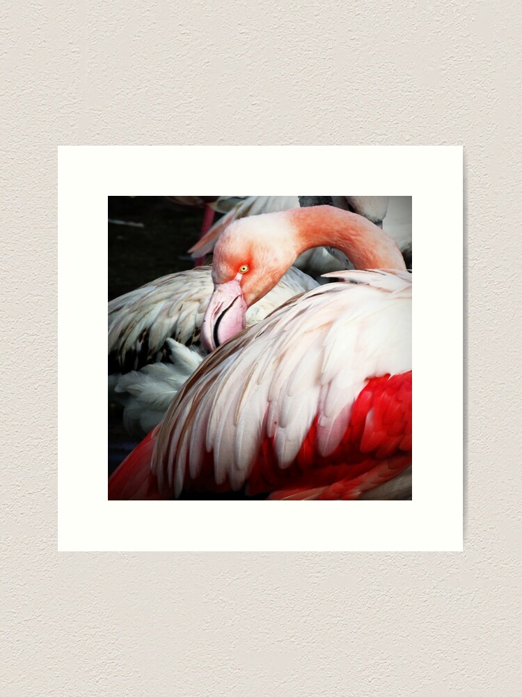 Thumbnail 1 of 3, Art Print, Slimbridge: Flamingo1 designed and sold by Coigach.