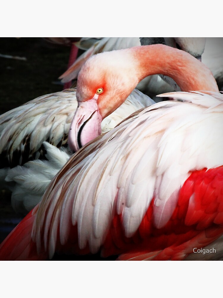 Thumbnail 3 of 3, Art Print, Slimbridge: Flamingo1 designed and sold by Coigach.