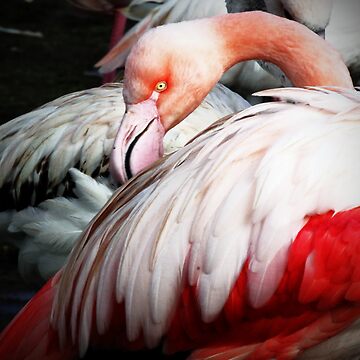Artwork thumbnail, Slimbridge: Flamingo1 by Coigach