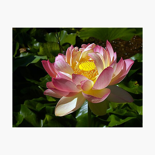 Item preview, pink lotus designed and sold by Cheryl Ribeiro.