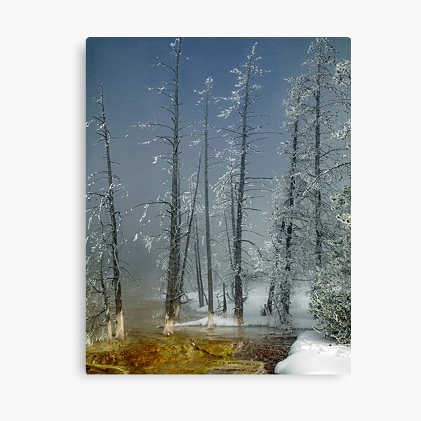 Bare Trees Canvas Print