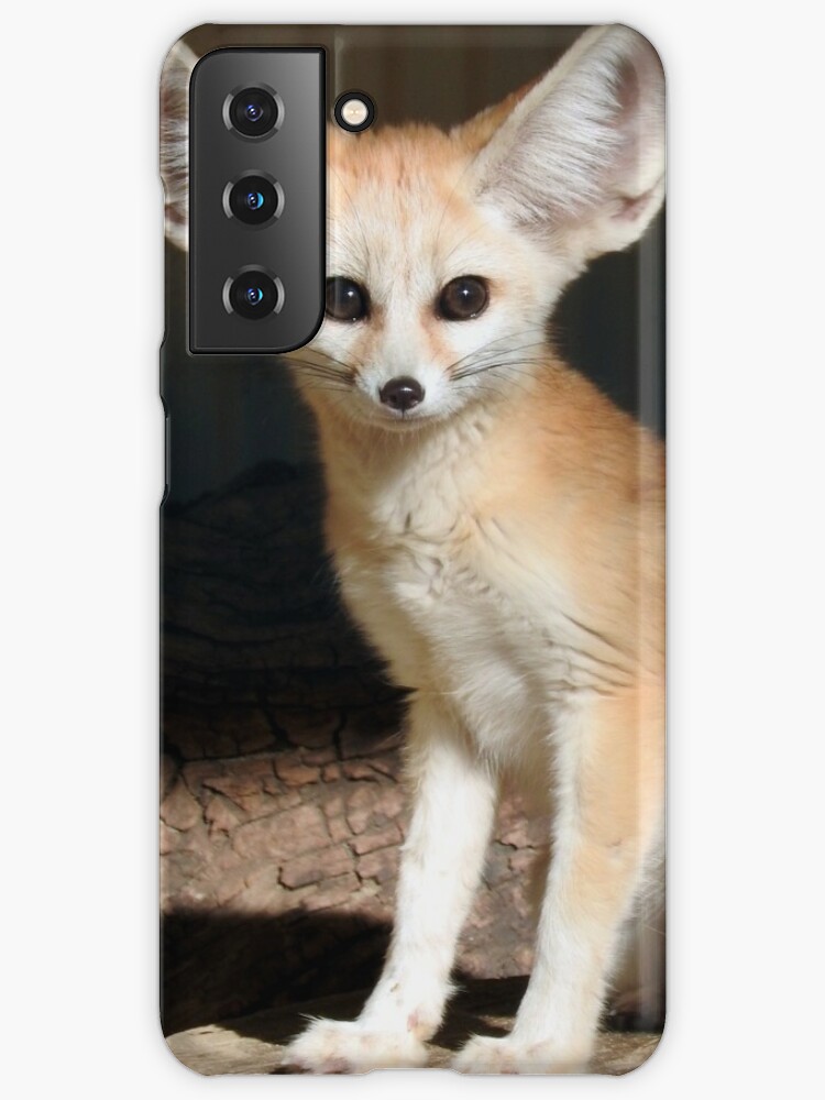 Fennec Fox