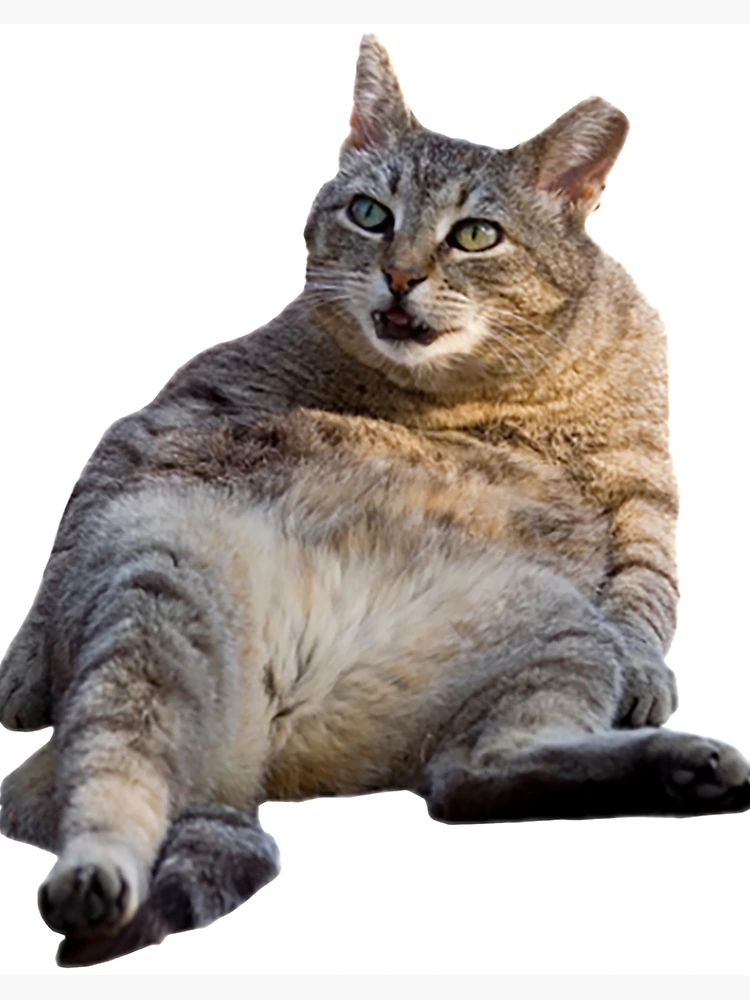 1/6 Lifelike Funny British Shorthair Fat Cat Statue - FacFox Shop