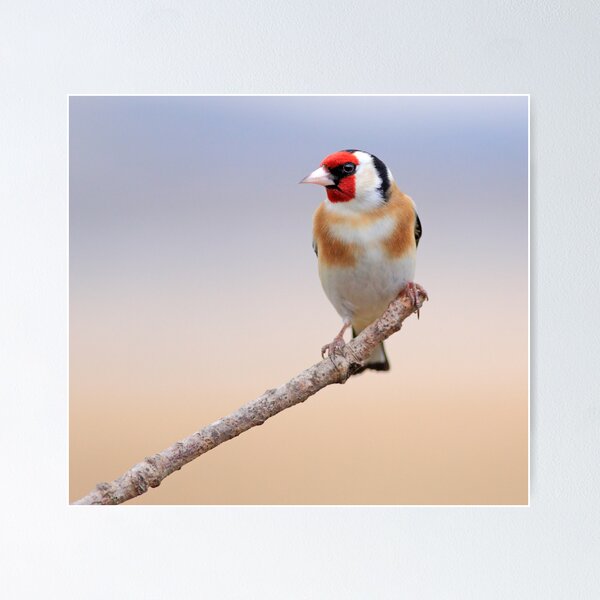 Item preview, Goldfinch designed and sold by Grant Glendinning.