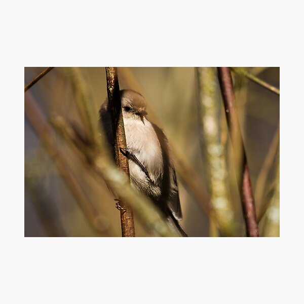 A Tiny Bird Amidst the Branches Photographic Print