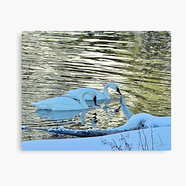 Swans in Yellowstone Canvas Print