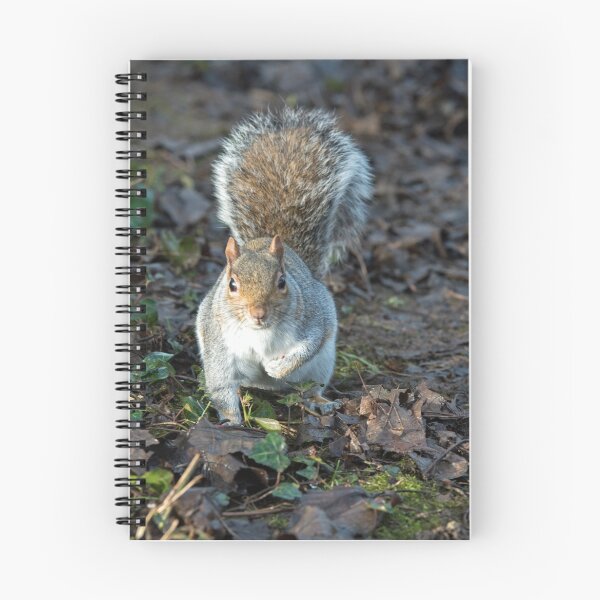 Item preview, Grey Squirrel on the ground designed and sold by Cameranick.