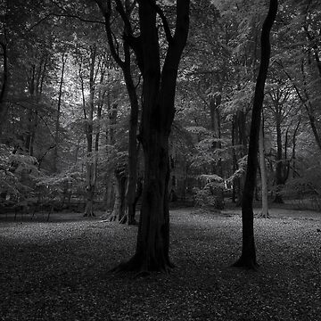 Artwork thumbnail, Ethie Woods 2 by ShinyPhoto