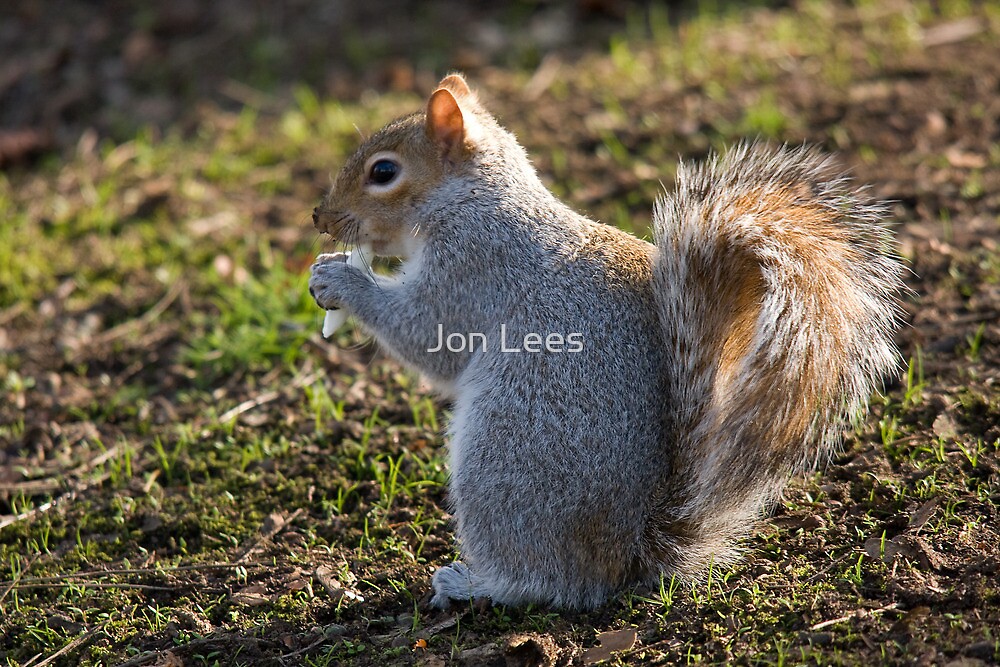"pesky crocus eating tree rat (aka grey squirrel)" by Jon Lees Redbubble