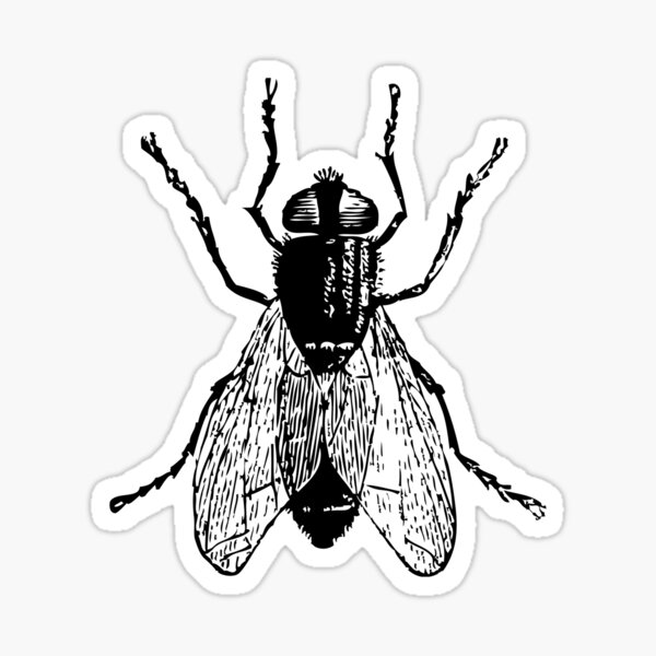 File:Housefly-sucing-mouthparts.gif - Wikimedia Commons