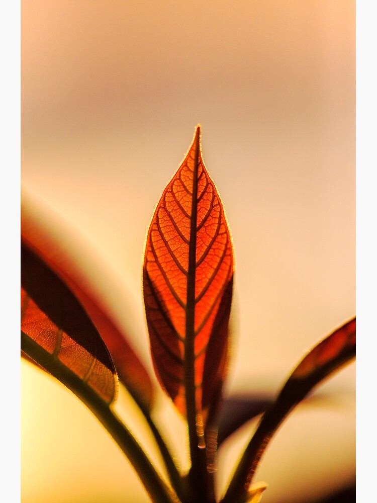 Avocado leaves, silhouette by fardad