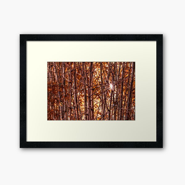 Bamboo Framed Art Print