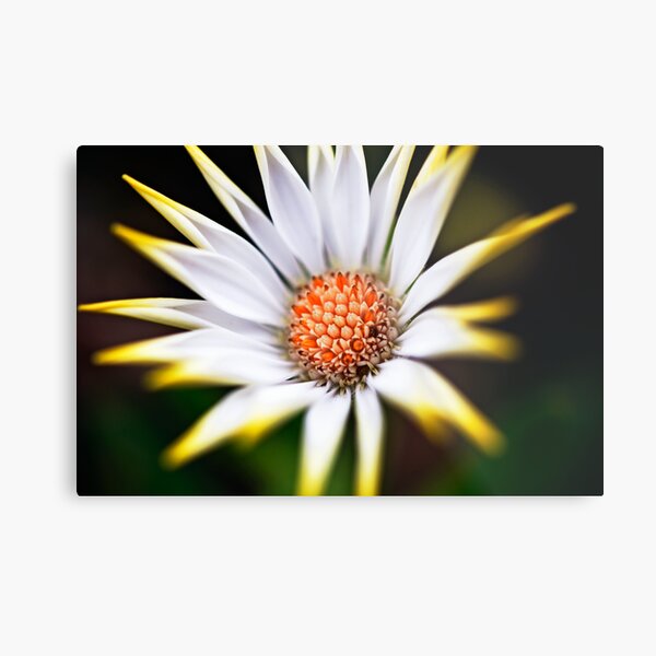 white and yellow flower Metal Print