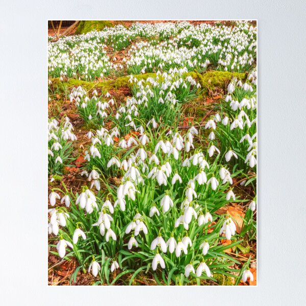 Item preview, Snowdrops designed and sold by Roantrum.