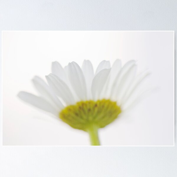 Item preview, Field Daisy designed and sold by Kim Barton.