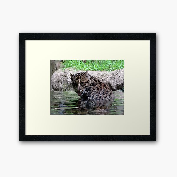 Fishing Cat Framed Art Print